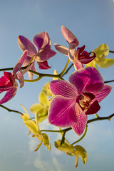 Fototapeta premium beautiful flowers for card
