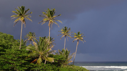 Storm clouds and palm trees in the Caribbean