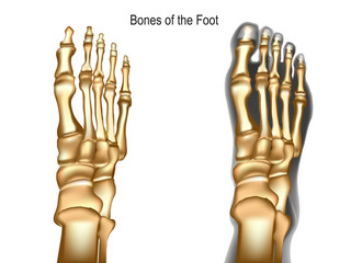 Bones the of foot