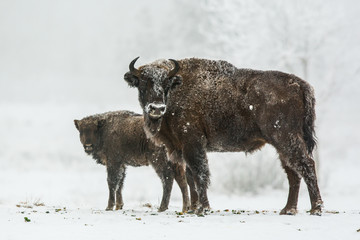 European bison - Bison bonasus in the Knyszyn Forest (Poland)