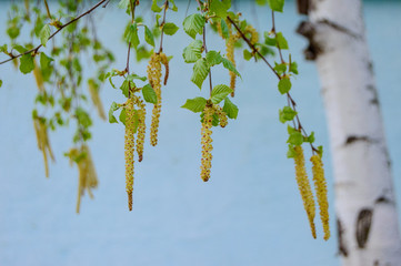 branch of a tree in spring
