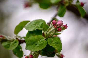 beautiful flowering plants in spring