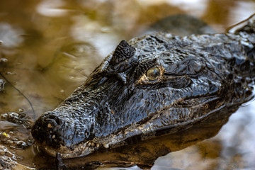 Yacare caiman