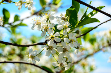 white flowers of cherry tree in spring