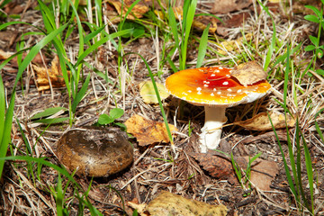 Mushrooms in the autumn forest, fly agaric