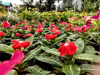 red tulips in the garden