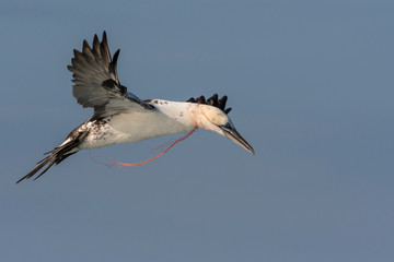 Obraz premium Exemple de l'impact de la pollution plastique sur la faune marine avec ce fou de bassan probablement condamné