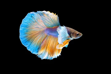 Deurstickers The moving moment beautiful of yellow siamese betta fish or half moon betta splendens fighting fish in thailand on black background. Thailand called Pla-kad or dumbo big ear fish. © Soonthorn
