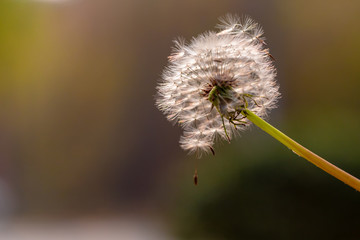 Close-up of a dandelion seed head. Beautiful Dandelion