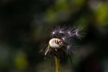 Close-up of a dandelion seed head. Beautiful Dandelion