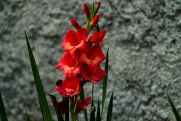 Gladioli rossi