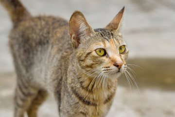 Fototapeta premium O Gato 2