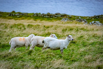 Shetland sheep at Shetland Islands