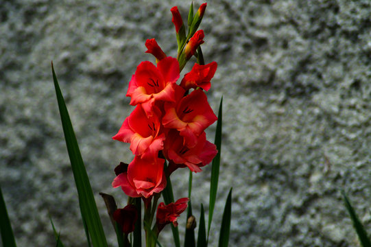 Gladioli Rossi