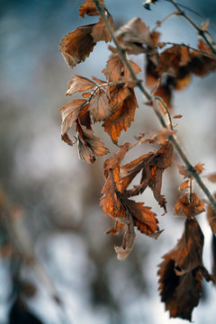 feuille morte
