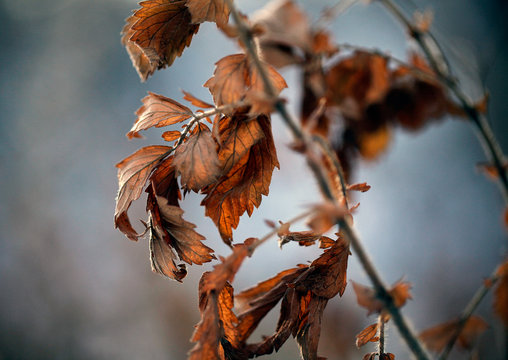 feuille morte