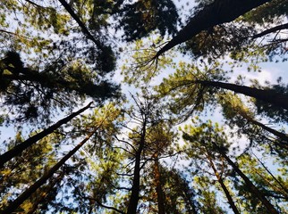 Obraz premium IN THE WOODS 