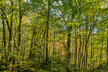 Autumn In The Forest