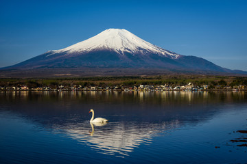 Swan swimming at Yamanaka lake near Fujisan