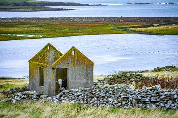 Cow at Scotland, Shetland Islands