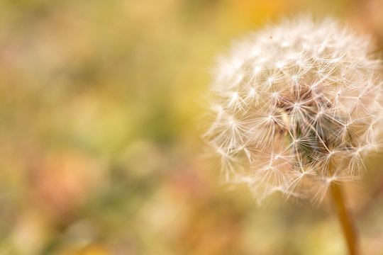 Fototapeta Close up of a dandelion. Dandelion macro
