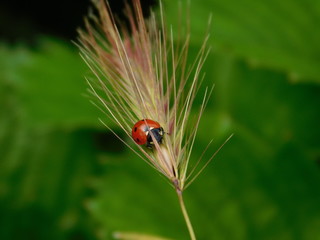 Ladybug