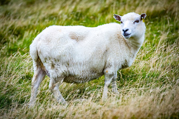 Obraz na płótnie Canvas Shetland sheep at Shetland Islands