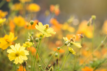 yellow cosmos flowers against sunrise light