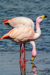 Rosa Flamingos in Tandem