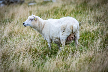 Obraz premium Shetland sheep at Shetland Islands