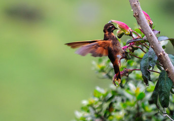 Kolibri-vogel füttert an einer Blume in Peru, Südamerika