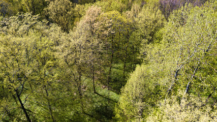 Aerial view of yellow trees in autumn
