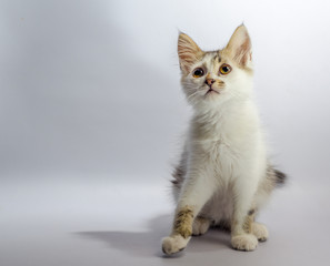 Fototapeta na wymiar white yellow-eyed spotted kitten sits on a light background and 