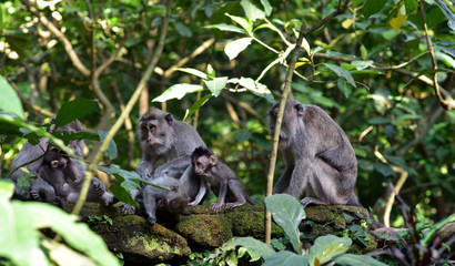 Naklejka na ściany i meble Ubud Monkey Forest, also known as the Sacred Monkey Forest of Padangtegal, is one of Ubud's most popular attractions on Bali Island, Indonesia