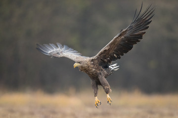 Birds of prey - white-tailed eagle in flight (Haliaeetus albicilla)