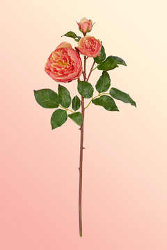 Rose on pale background
