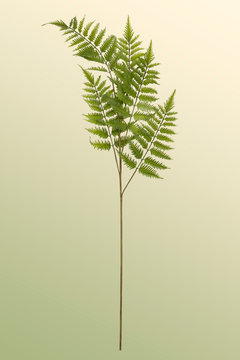 Flora and Fauna