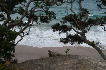 tree on the beach