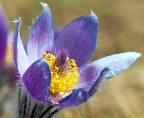 beautiful blue flower of pasqueflower on the meadow