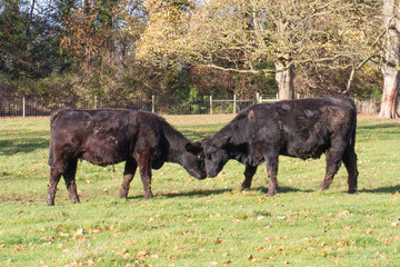 to black bullocks rutting in lincolnshire