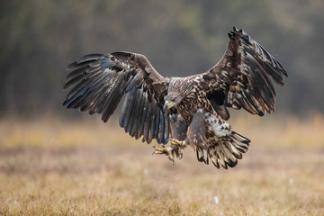 Birds of prey - white-tailed eagle in flight (Haliaeetus albicilla)