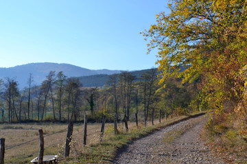 Paysage d'automne, chemin ensoleill&eacute; en automne avec des feuilles mortes et des branches incurv&eacute;es qui forment un tunnel de v&eacute;g&eacute;tation, Alsace, France
