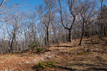 Obraz premium 弥山・八経ヶ岳の風景