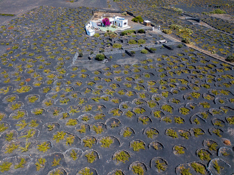 Vista aerea delle coltivazioni vinicole sui terreni vulcanici dell’isola di Lanzarote, pianure e colline nell’entroterra, vulcani all’orizzonte. Isole Canarie, Spagna. Produzione di vino