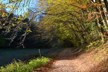 Paysage d'automne, chemin ensoleillé en automne avec des feuilles mortes et des branches...