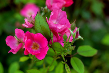 Fototapeta na wymiar Bush with bright flowers of wild rose