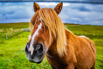 Shetland pony at Scotland, Shetland Islands