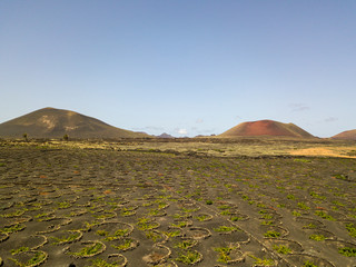 Vista aerea delle coltivazioni vinicole sui terreni vulcanici dell’isola di Lanzarote, pianure e...