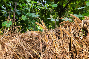 Traditionally Corn Harvest dry lying in farms