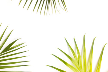 Background of Tropical Leaves with copy space, Original dimensions 5410 x 3606 pixels